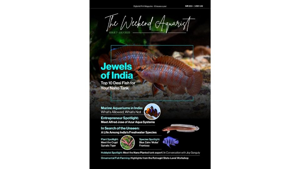 The-Weekend-Aquarist