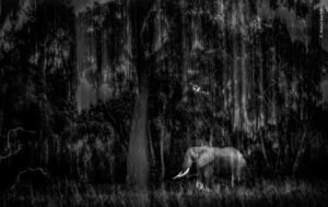 Indian-Wildlife-Photographer-Rahul-Sachdev